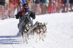 Lenk 2013
